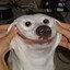 smiling dog