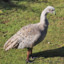 Cape Barren goose