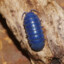 phase 4 doppler isopod