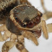 AJW