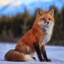 redfox