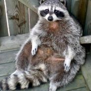 FatAssRaccoon