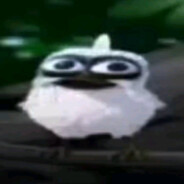 PRO | ПТИЧНАСТЬ