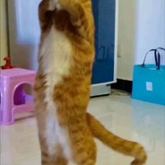 我是开心超人开不开心都要超人