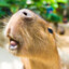 CAPYBARA