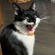 Чего кот орёт ?