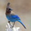 Stellar Jay