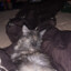 future_cat