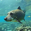 fishy doggie