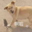 罗密欧与猪过夜