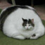 ElGatoGorDo
