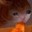 Beanut