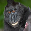monkey with a knife