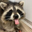 Raccoon