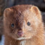 MinK