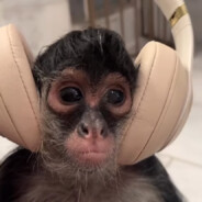 чачка пипсов