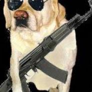 [SoTu] blindog