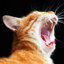 MEOW:3 :3 :3