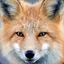 foxdevilswild