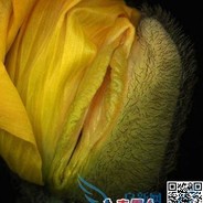 对面大笨蛋wwwwww