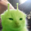 polenguinho
