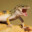Gecko