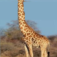 tallgiraffe