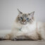 Ragdoll
