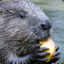 Beaver