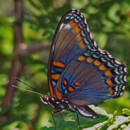 Red Spotted Purple