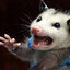 Wild Flailing Possum