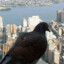 Real Pigeon