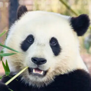 Fluffypanda