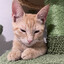funnyorangecat