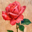 New Rose