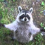 I_Raccoon