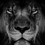 The Lion
