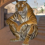 CORNERED TIGER