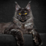 DEMON