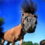 Smiley_Horse