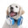 DogingCS
