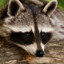 RACCOON