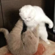 喵瞄淼妙