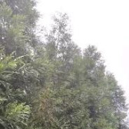 盗号被车撞半死