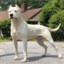 dogo argentino