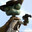 Rango