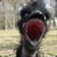 I am an Emu