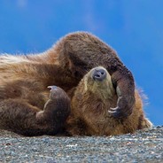 给个显卡就起床