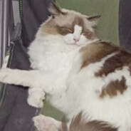 画个喵