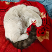 打我队友别打我